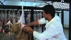 شروط الذبيحة الصحية