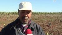 مخطط المغرب الأخضر وزراعة الصبار