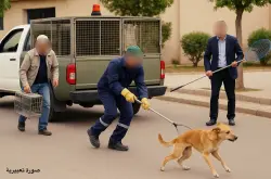 بعد فاجعة "صباح".. جماعة الصخيرات المجاورة تطلق حملة واسعة لاحتواء خطر الكلاب الضالة