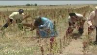 عشبة الكينوا وفوائدها الصحية