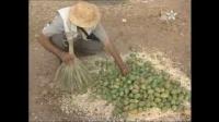عن زراعة الصبار بالرحامنة