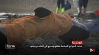 الحيتان الجانحة في نيوزيلندا تطفو وتسبح في الماء من جديد