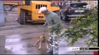 معاناة البيضاويين مع الكلاب الضالة