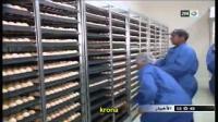 المغاربة وضعف إستهلاكهم للبيض الغني بالبروتين