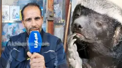 شكون هو "عسيلة" اللي تصدر الترند المغربي؟.. مربي حيوانات يكشف سر تفوّق غرير العسل على باقي الحيوانات