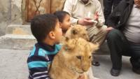 فلسطيني يربي شبلي أسد في منزله