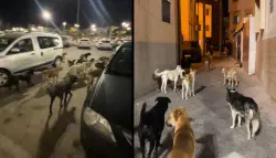 الكلاب الضالة تثير الرعب مجددًا في أكادير (فيديو)