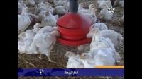 المغرب يلغي استيراده للدواجن من فرنسا بسسب إنفلونزا الطيور