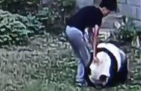 بالفيديو: صيني يتسلل إلى قفص دب في حديقة حيوان ويصارعه