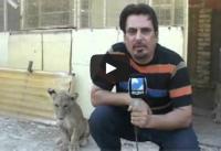 شاهد.. ردة فعل مضحكة لمذيع عراقي يصور مع أسد