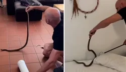 مراهق جنوب أفريقي ينجو بأعجوبة من كوبرا في سريره