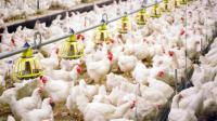 رغم تراجع أسعار الدجاج تدريجيا.. مهنيو الدواجن يصدمون المغاربة بخبر سيىء