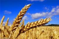 الأمن الغذائي : مخطط المغرب الأخضر نموذج يحتذى بالنسبة لبلدان المنطقة