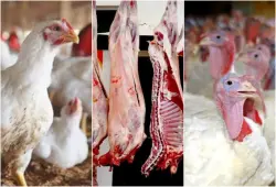 مهنيون يتوقعون ارتفاع أسعار الدجاج الأبيض والديك الرومي قبل عيد الأضحى بأسابيع قليلة