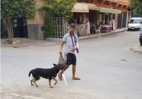نجم التشرميل...لهذا السبب هزت صور الكلب "المشرمل" الفيسبوك