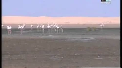 بحيرة النعيلة نواحي العيون