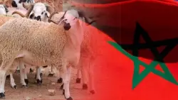 "بشرى سارة" للموظفين.. الحكومة ستصرف أجور شهر ماي قبل "العيد الكبير"