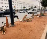 تزامنا مع الدخول.. أسراب من الكلاب الضالة تحتل شوارع الصخيرات وسط مخاوف من تكرار فاجعة "صباح"