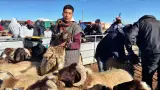 استعدادا لعيد الأضحى.. بداية عمليات الإنتقاء والوشم للماشية سلالة تمحضيت بإقليم ميدلت