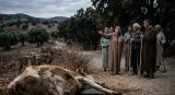 أطلقوا نداء استغاثة.. جيفة وكلاب مسعورة تستنفر ساكنة عدة دواوير في وزان