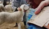 بقوة القانون.. الحبس النافذ وغرامات ثقيلة تنتظر "الشناقة" الموقوفين بأسواق الأضاحي