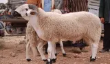 مجلس المنافسة يدخل على الخط ويمنح الحكومة "الضوء الأخضر" لتسقيف أسعار أضاحي العيد ومحاربة "الشناقة"