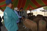 عمالة المضيق-الفنيدق تقطع الطريق على "الشناقة" (صور)