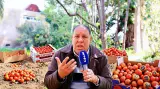 أبرزها التصدير.. مهني يكشف لـ"أخبارنا" معطيات مثيرة وراء غلاء الطماطم ويطالب الحكومة بالتسقيف (فيديو)