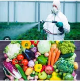 دراسة حديثة: مواد كيميائية  في أطعمتنا ترتبط بتلف الخصيتين وتدمير الحيوانات المنوية