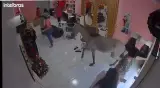 بالفيديو...حصان  يقتحم صالون تجميل نسائي في البرازيل ويثير الذعر