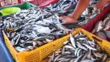 صدمة في أسواق السمك.. سعر السردين يقفز إلى 50 درهماً مع بداية رمضان