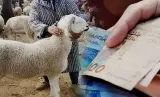 القضاء يُدين "شناقًا" بسبب المضاربة في أضاحي العيد
