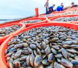 ردوا بالكم.. صدفيات مسمومة تهدد صحة المواطنين في الشمال