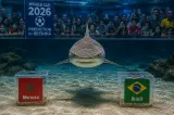 البرازيل أم المغرب؟ قرش برازيلي يحسم اختياره قبل الموقعة المنتظرة (فيديو)