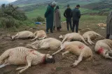 لغز القطيع المذبوح.. تفاصيل واقعة غريبة تستنفر السلطات بوزان