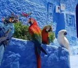 الوكالة الوطنية للمياه والغابات تطوي بشكل نهائي قضية ببغاوات شفشاون لكن بشروط صارمة