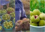 بعد الحولي..الشناقة يلهبون أسعار الباكور الوزانية مع أول ظهور لها في الأسواق