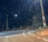 المغرب يعلن التأهب لمواجهة أسراب الجراد جنوب شرق المملكة(بلاغ الداخلية)