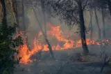 حرائق الجزائر.. لماذا يفضل النظام العسكري كلفة الخسائر البشرية على قبول "كنادير" المغرب؟