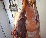 ذبيحة سرية ولحوم فاسدة بمرتيل.. لجنة مختلطة تُسقط "مخزن الموت" بحي الديزة