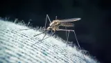 دراسة تنهي لغز “بعوضة مترو لندن” وتكشف أصلها