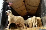 تضامناً مع المواطنين.. وزارة الداخلية تمنع استخلاص "صنك الأضاحي" إلى غاية يوم العيد