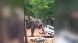 فيل غاضب يلعب بسيارة مثل كرة قدم ويتسبب في مصرع سائقها