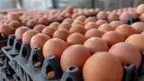 تراجع صاروخي.. أسعار البيض "تتهاوى" في الأسواق المغربية والمهنيون يكشفون الأسباب