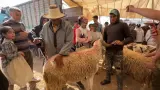 غلاء الأضاحي يبتلع الطبقة المتوسطة.. عندما يعادل ثمن "الحولي" ضعف الحد الأدنى للأجور بالمغرب