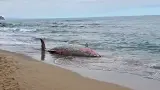 شاطئ ضواحي الحسيمة يلفظ جثة حوت "النيكرو" الخطير