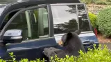 لن تصدق.. دب يفتح أبواب سيارة متوقفة!