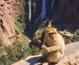 مأساة مروعة ببني ملال.. قرود تتسبب في إزهاق روح شاب وتنقل فتاة إلى المستعجلات