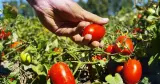 هولندا تسحب طماطم "سوريز" مغربية من الأسواق بسبب احتوائها على معادن سامة