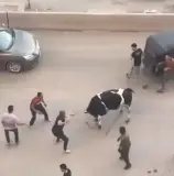 بالفيديو...فوضى ومطاردة بعد هروب ثور في مصر